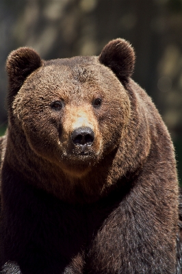 Nature wilderness animal bear Photo