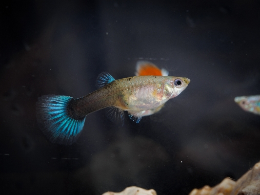 Underwater biology fish reef Photo