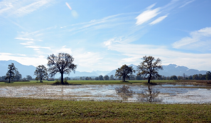 Zdjęcie Krajobraz drzewo bagno
 bagno