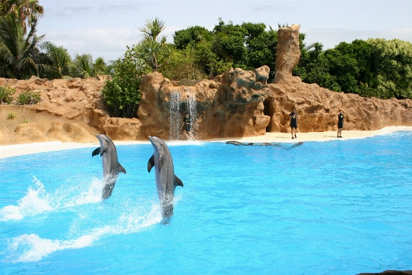 海 休暇 動物園 スイミングプール
 写真