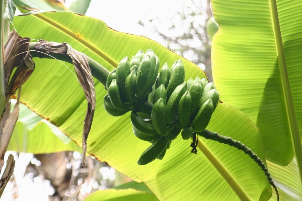 Tree branch plant fruit Photo