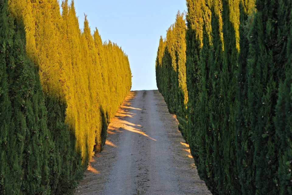 árvore natureza grama plantar