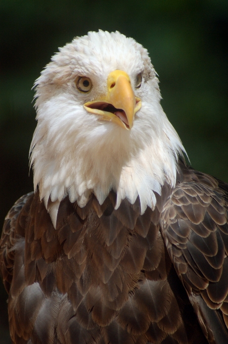 自然 鳥 羽 野生動物