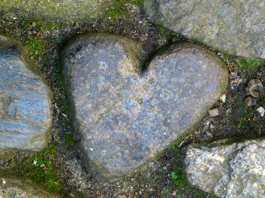 Tree rock stone love Photo