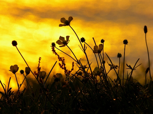 Sea water grass silhouette Photo