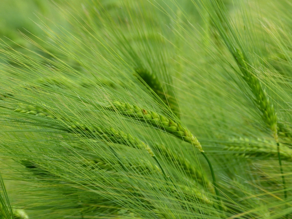 Nature grass plant field