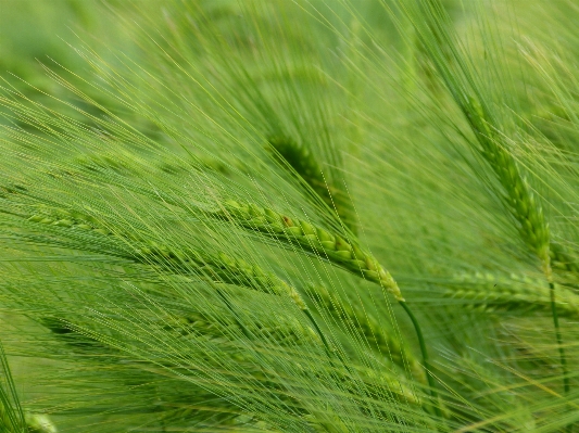 Nature grass plant field Photo