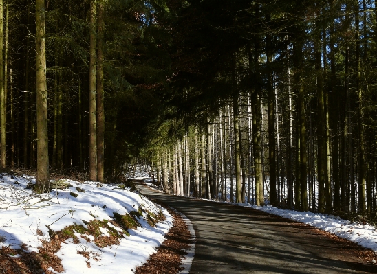 Landscape tree nature forest Photo