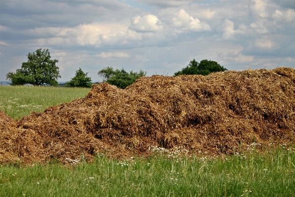 Tree grass plant hay Photo