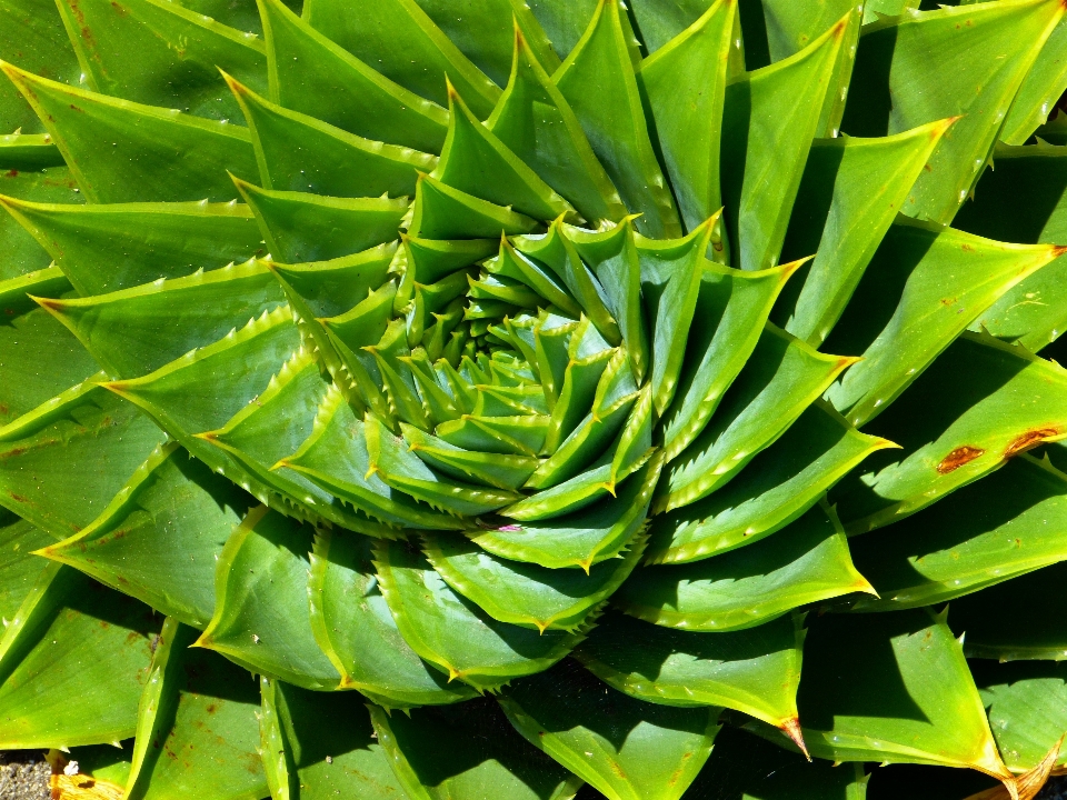 Nature usine feuille spirale