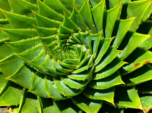 Nature plant leaf spiral Photo