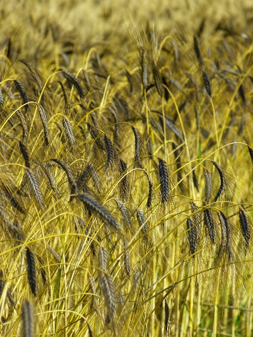 Nature grass plant field