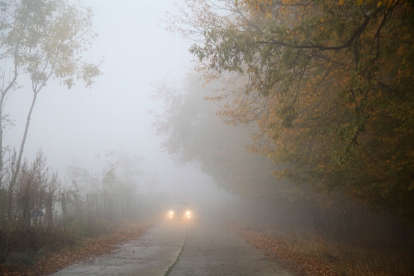 Foto Pohon alam hutan cabang