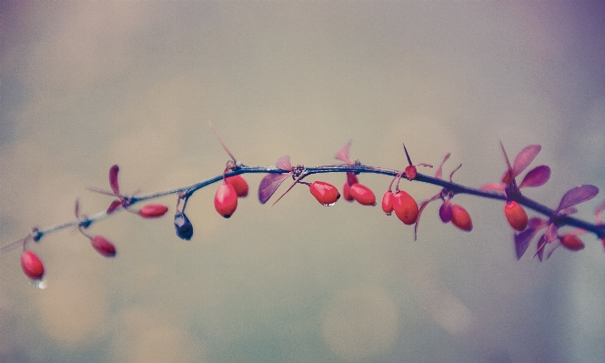 Nature branch blossom plant Photo