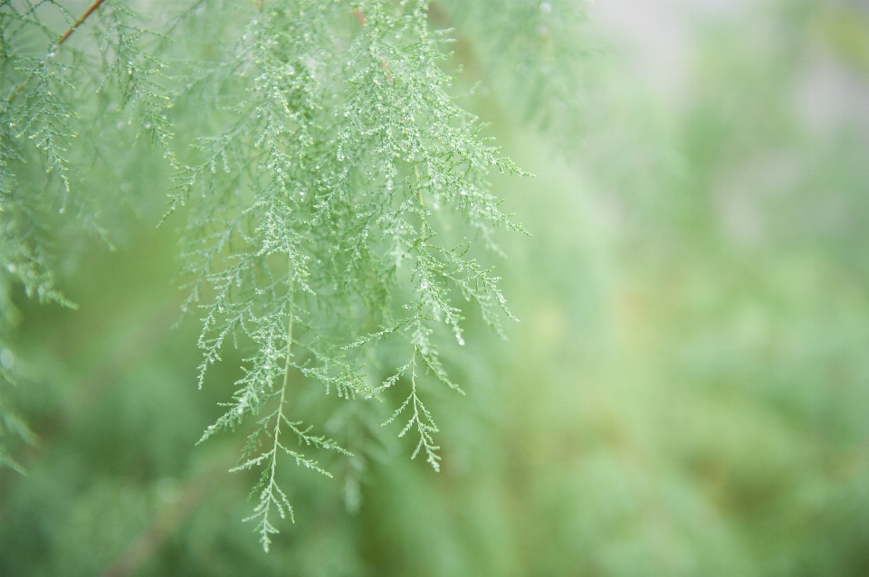 Arbre nature herbe bifurquer