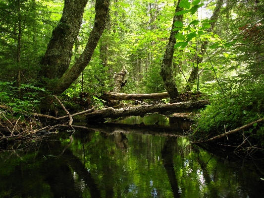 風景 木 水 自然 写真