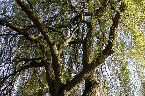 Tree nature forest branch Photo