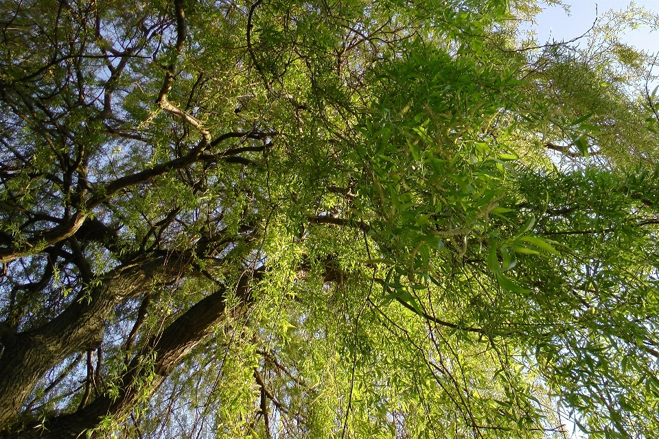 树 森林 分支 植物