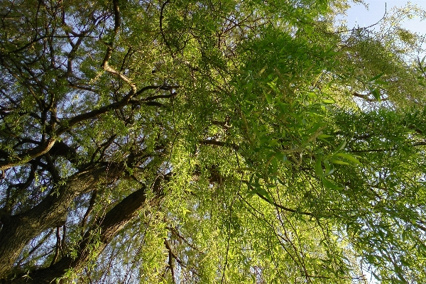 Baum wald zweig anlage Foto