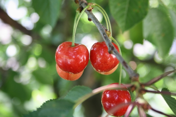 Tree nature branch plant Photo