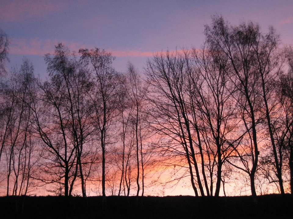 Landschaft baum natur wald