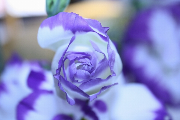 Natur blüte anlage blume Foto