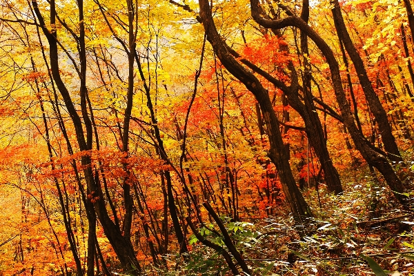 Landscape tree nature forest Photo