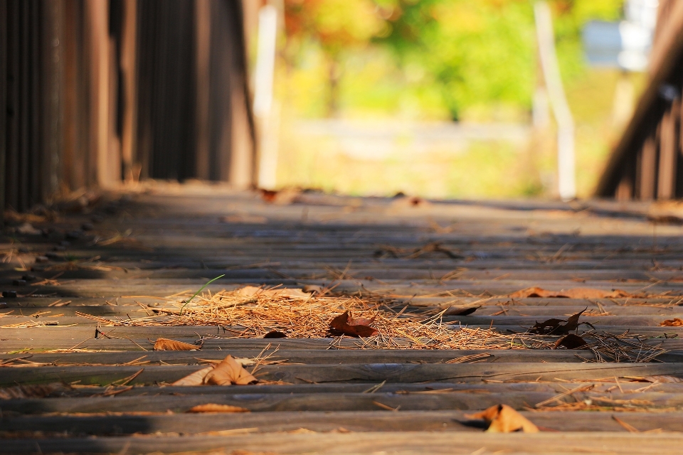 Wood bridge sunlight morning