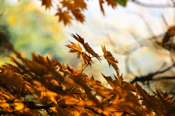 Tree nature grass branch Photo