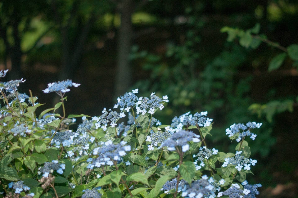 Nature forêt fleurir montagne