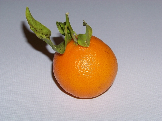 植物 フルーツ オレンジ 食べ物 写真