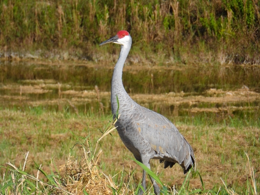 自然 鳥 草原
 野生動物 写真