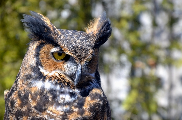 自然 鳥 夜 野生動物 写真