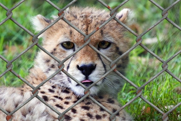 Fence wildlife zoo mammal Photo