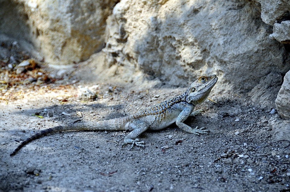 Natur tierwelt wild reptil