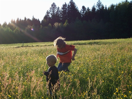 Nature forest grass field Photo