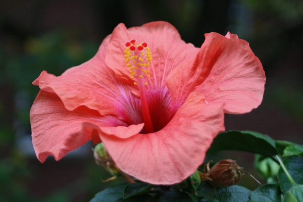 Nature blossom plant flower Photo