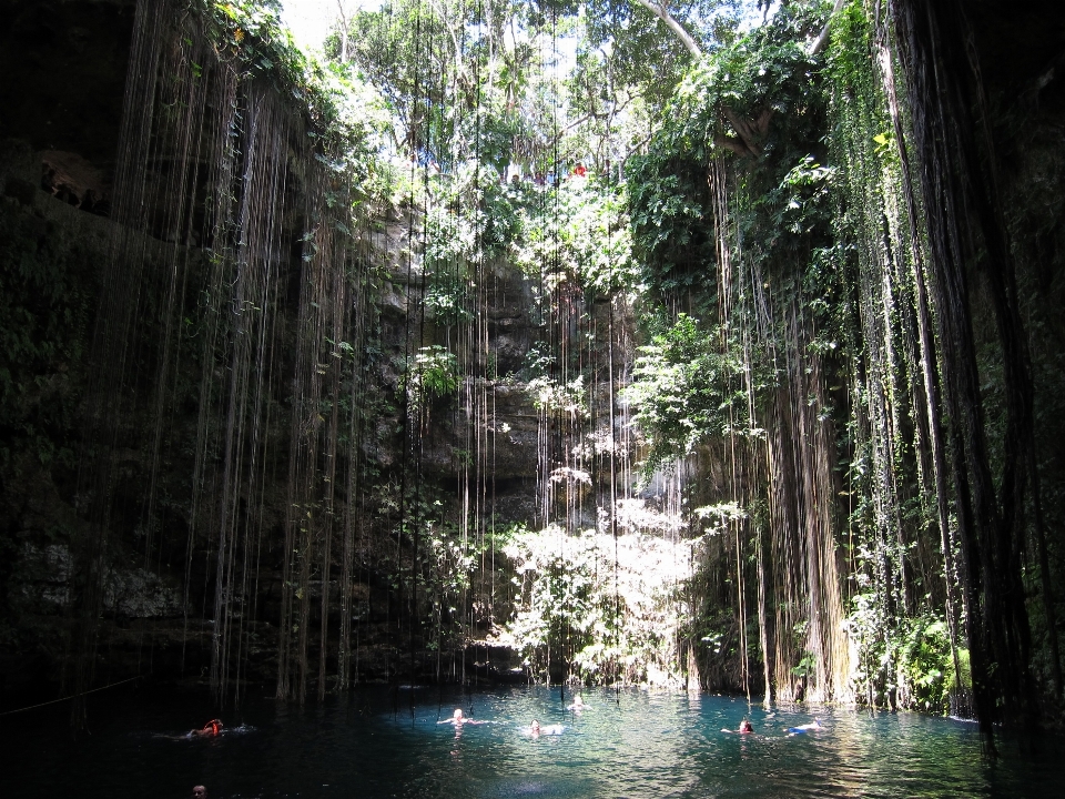 árbol agua naturaleza bosque