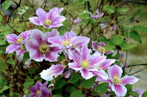 Photo Nature fleurir usine fleur