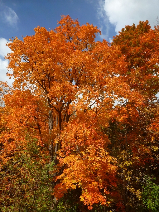 Baum wald anlage blatt