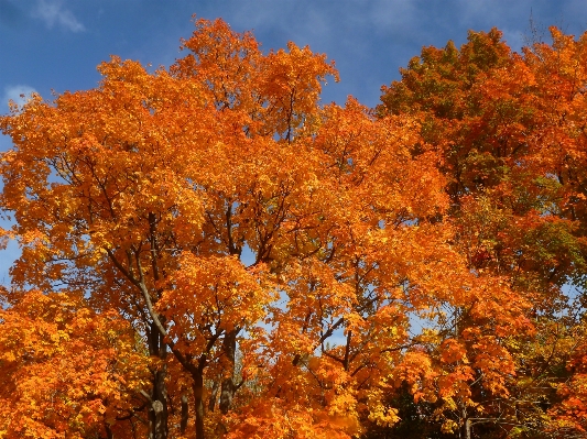 Tree plant leaf fall Photo