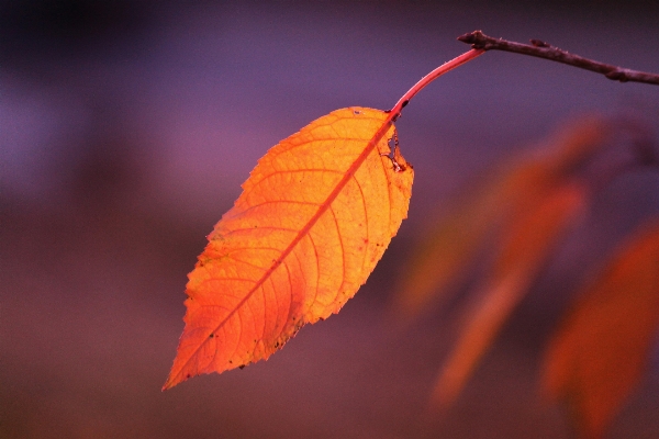 Tree nature branch plant Photo