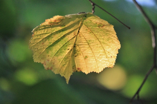 Tree nature branch plant Photo