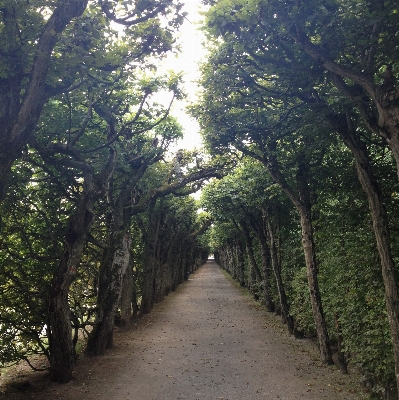 Baum natur wald anlage Foto