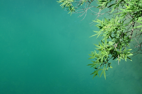 Tree water nature outdoor Photo