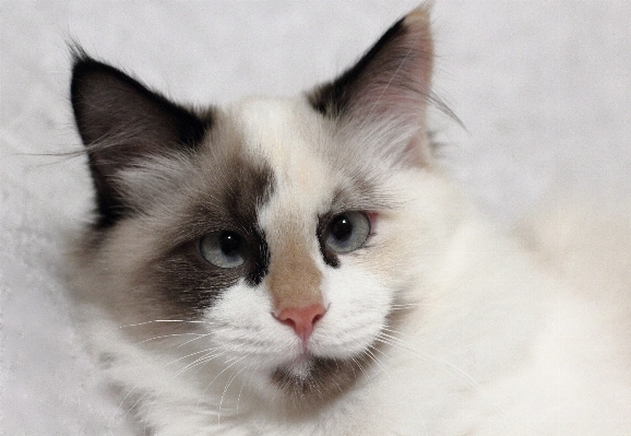 動物 かわいい 子猫 猫 写真