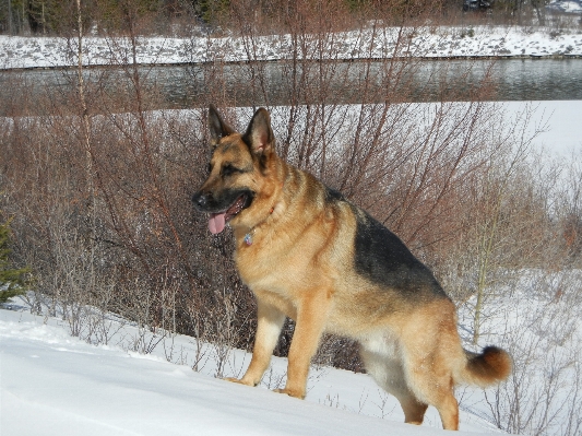 Photo Chien animal de compagnie portrait