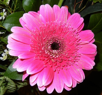 Blossom plant flower petal Photo