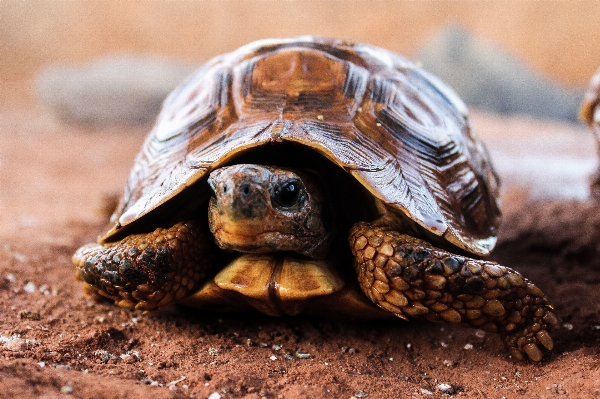 Nature animal wildlife turtle Photo