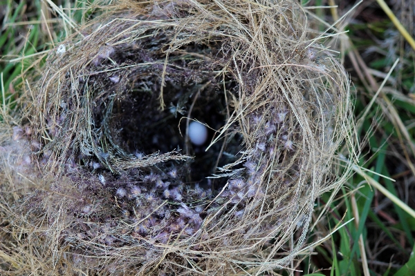 Nature branch bird wildlife Photo